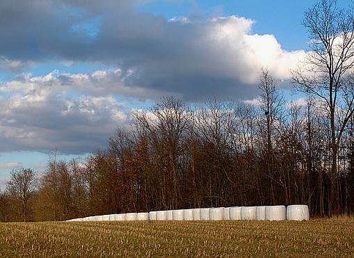 Yellow Field #2, highjack this thread-dsc_7631-5-800.jpg