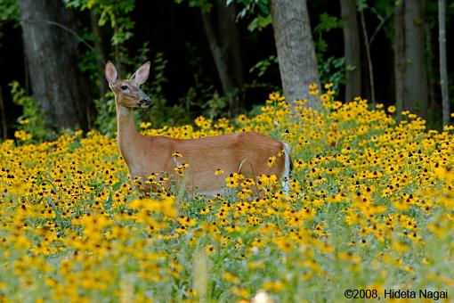 Yellow Field #2, highjack this thread-field-3.jpg