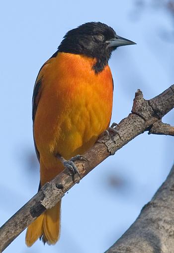 Sleeping, cataracts, blind?-oriole1.jpg