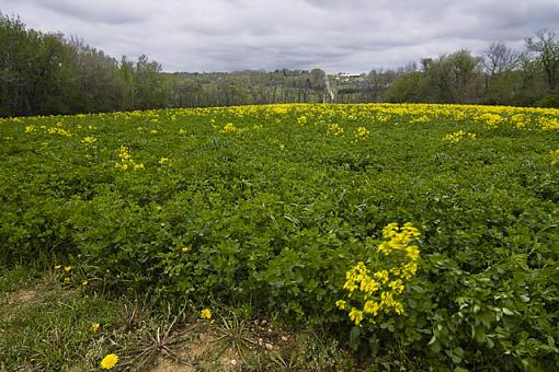 Yellow Field #2, highjack this thread-img_2648.jpg