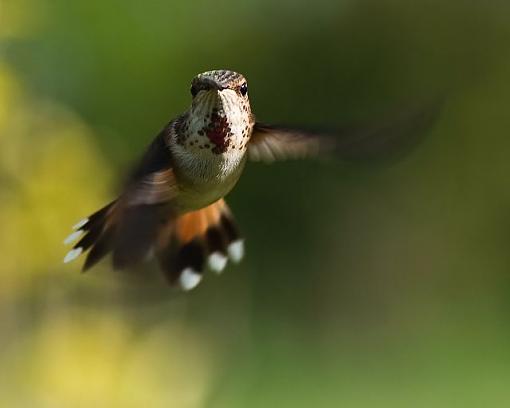 Face to face with a hummingbird-face-face-hummingbird.jpg