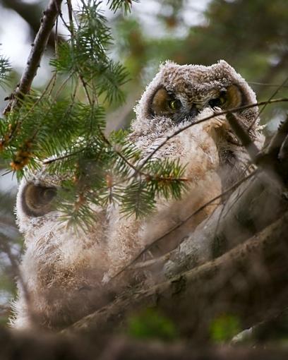 Baby owl-siblings.jpg