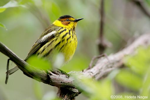 ADDICTED to Warblers!-mm-2.jpg