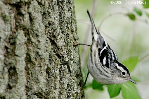 ADDICTED to Warblers!-mm-3.jpg