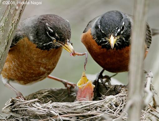 Baby Robins-robins-1.jpg