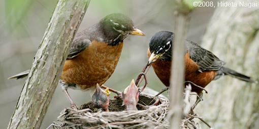 Baby Robins-robins-2.jpg