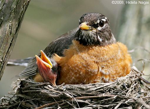 Baby Robins-robins-3.jpg