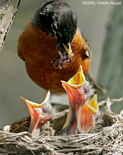 Baby Robins-robins-4.jpg