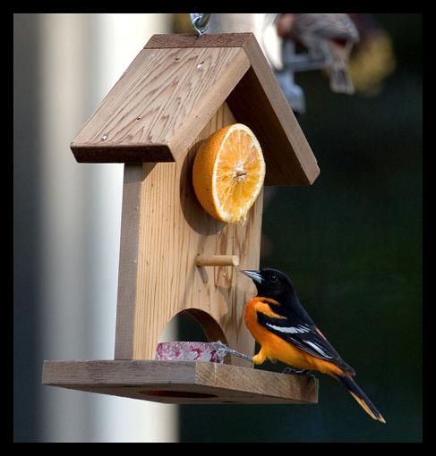 Tested TC 1.4 with 100-400L-oriole.jpg