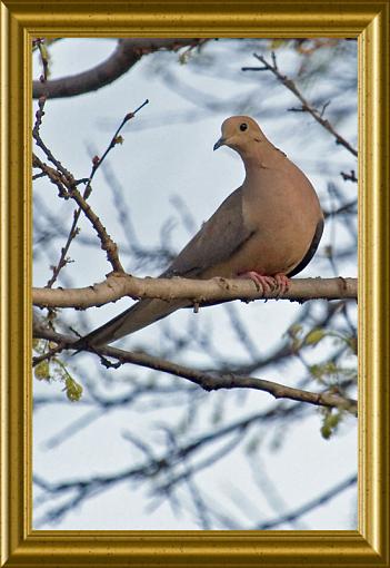 Tested TC 1.4 with 100-400L-mourning-dove2.jpg