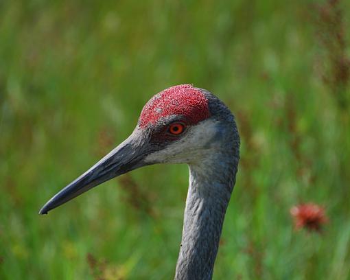 Blue Heron-dsc_3577-blue-h-head.jpg