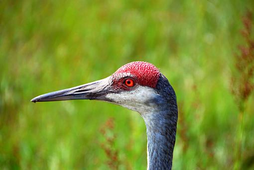 Blue Heron-blue-h-head-2.jpg