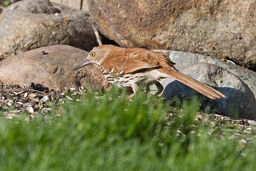 Brown Thrasher (cool bird)-brown-thrasher1.jpg