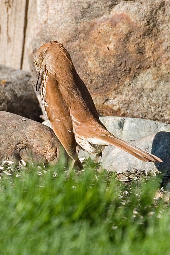 Brown Thrasher (cool bird)-brown-thrasher2.jpg