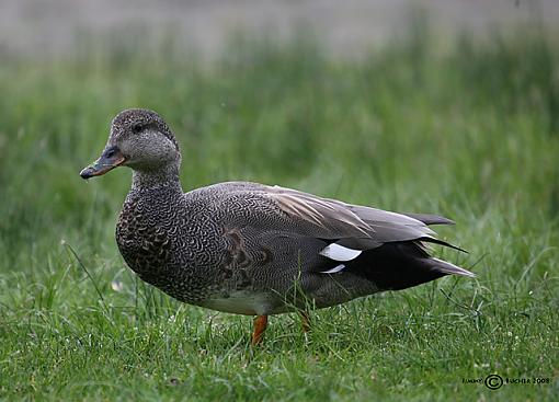 young duck and a goose-jdb_7932_1.jpg