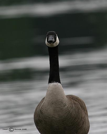 young duck and a goose-jdb_7914_1.jpg