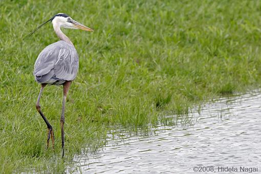 Walk Like a Dinosaur-gbh-5-15-08-3.jpg