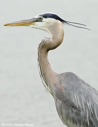 Walk Like a Dinosaur-gbh-5-15-08-4.jpg