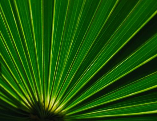 Naturally Abstract-palmetto2.jpg