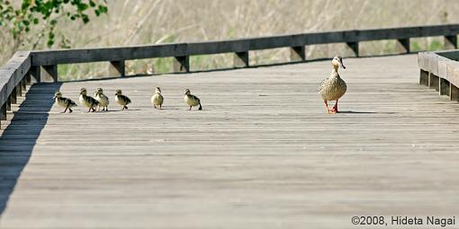 Why did the ducklings cross the road?-duck-crossing-1.jpg