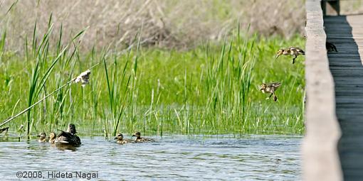 Why did the ducklings cross the road?-duck-crossing-2.jpg