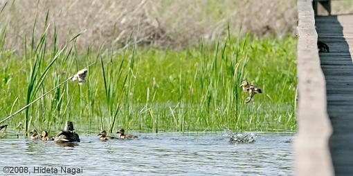 Why did the ducklings cross the road?-duck-crossing-3.jpg