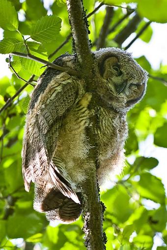 Baby owl-sleepy-baby-owl.jpg