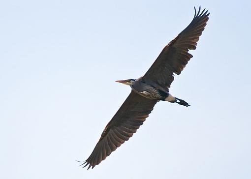 Blue heron in flight-blue-heron-flight.jpg