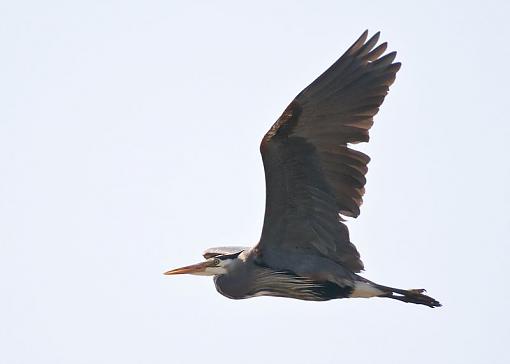 Blue heron in flight-blue-heron-flight-1.jpg