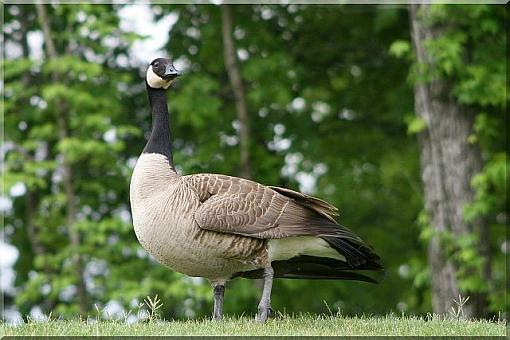 Geese-goose2r.jpg