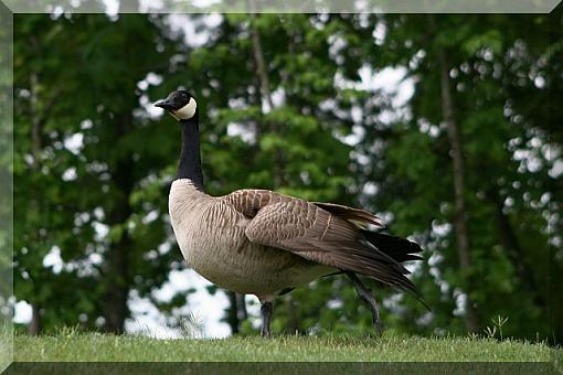 Geese-gooser.jpg