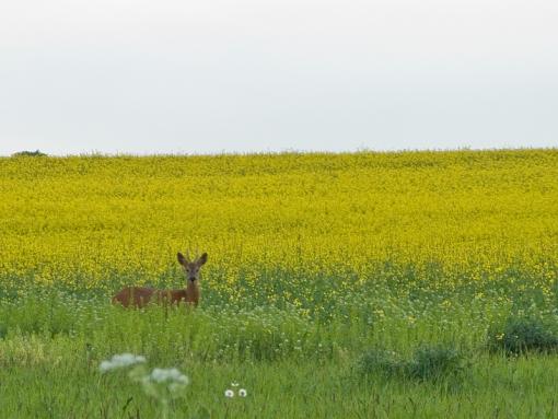 Deer-img_1367.jpg