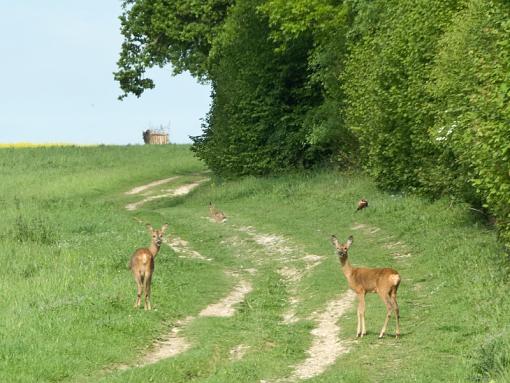 Deer-img_1246.jpg