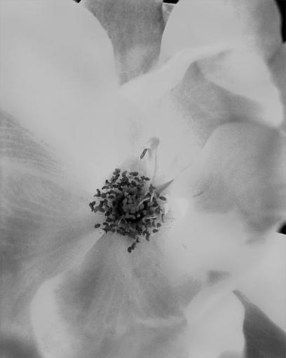 Black and White Rose-rosebw.jpg