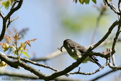 Tenderize Your Meat-flycatcher.jpg