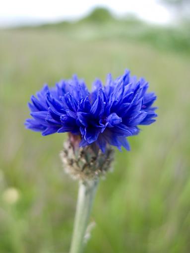 Knapweed?-img_1351.jpg