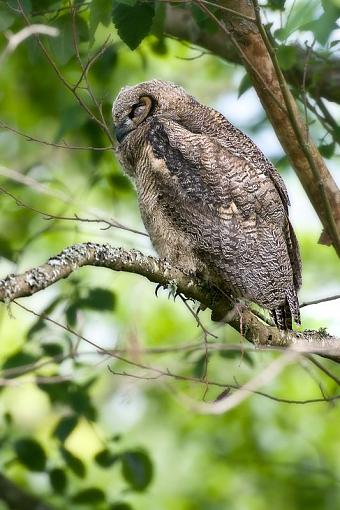 Baby owl-may-25-owl.jpg