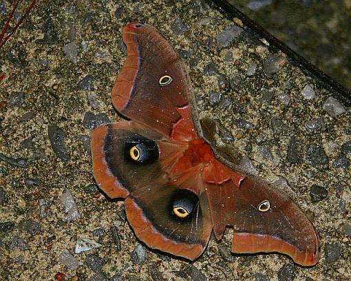 Found this little guy on my steps-butterfly.jpg