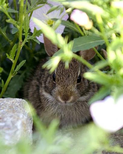 Be Very Very Quite, I'm Hunting Wabbits-bunny.jpg