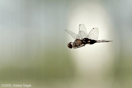 Canon 5D N&amp;W Trials-pond-life-1.jpg