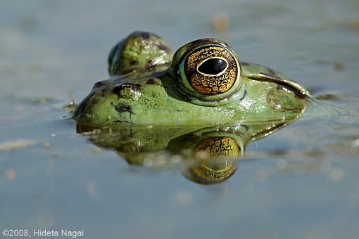 Canon 5D N&amp;W Trials-pond-life-2.jpg