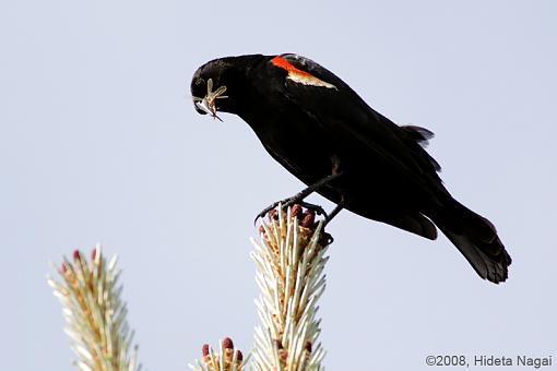 Canon 5D N&amp;W Trials-pond-life-3.jpg