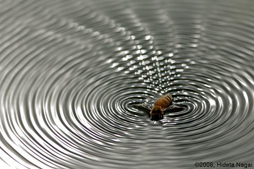 Canon 5D N&amp;W Trials-pond-life-4.jpg