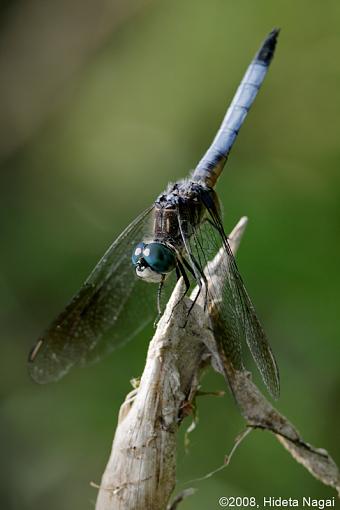 Canon 5D N&amp;W Trials-pond-life-5.jpg