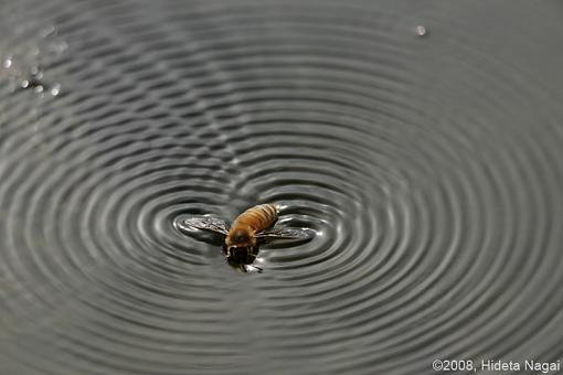 Canon 5D N&amp;W Trials-pond-life-4a.jpg