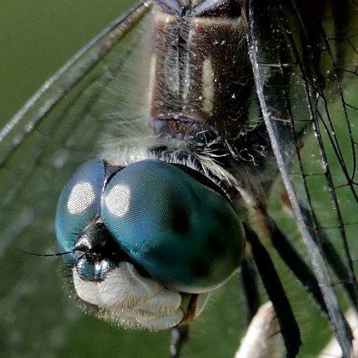 Canon 5D N&amp;W Trials-pond-life-5a.jpg