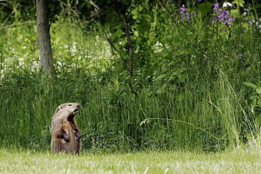 Life on the edge-woodchuck-2.jpg