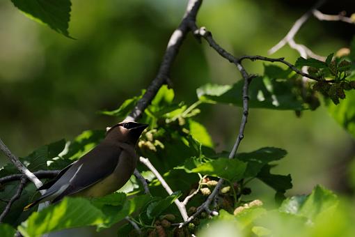 Time is running out-waxwing-outtake-1.jpg