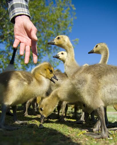 Baby Geese-handthatfeeds2.jpg