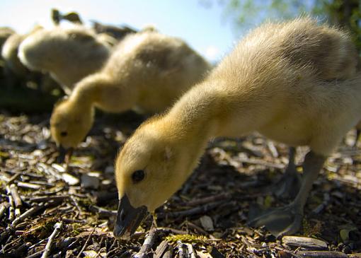 Baby Geese-2duckeat2.jpg